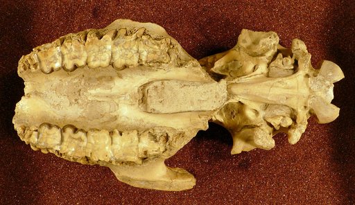Hyracodon nebraskensis (Leidy)
