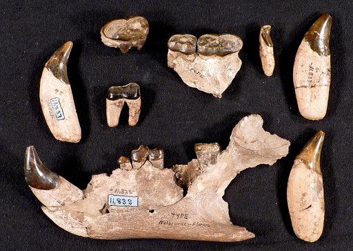 Arctodus floridanus Gidley