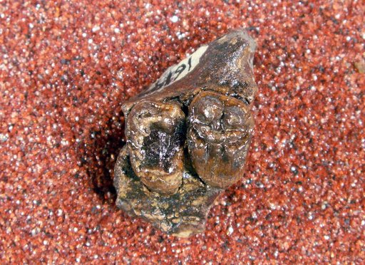Carsioptychus hamaxitus Gazin