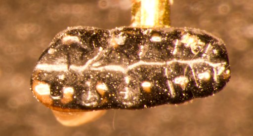 Stygimys sp