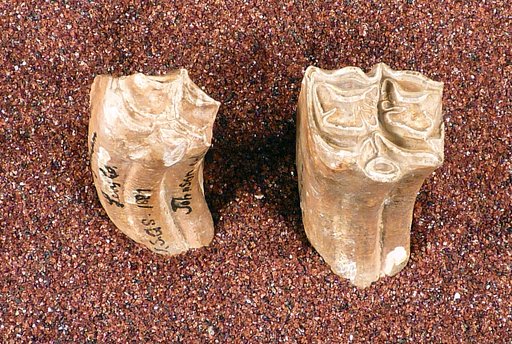 Hippotherium ingenuum Leidy
