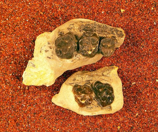 Phenacodus ? bisonensis Gazin, 1956
