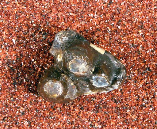 Pachyaena ossifraga Cope