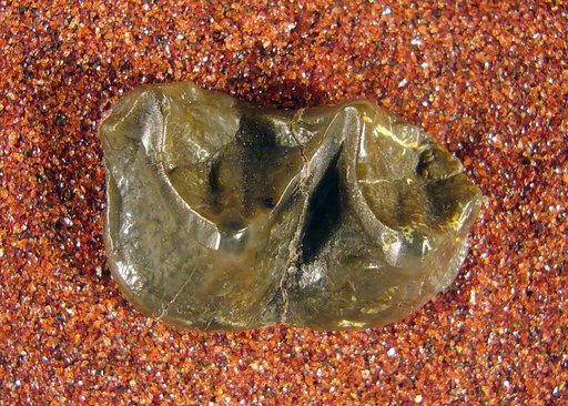 Palaeosyops paludosus Leidy, 1870