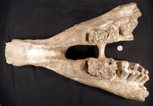 Mastodon productus Cope, 1875