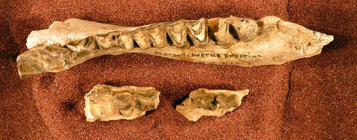 Merycochoerus proprius Leidy