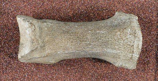 Camelus arctoamericanus Hay