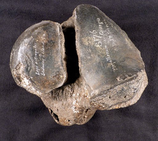 Megatherium mirabile Leidy