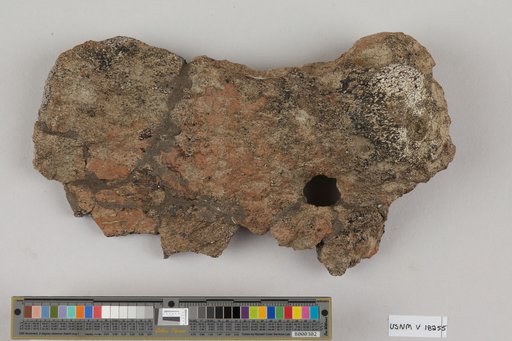 Mosasaurus conodon (Cope, 1881)