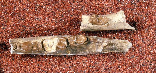 Limnocyon protenus Cope