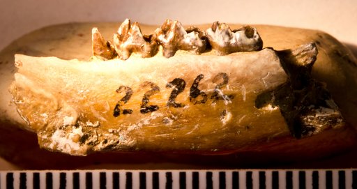 Pelycodus ? praetutus Gazin, 1962