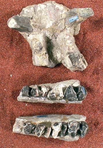 Coryphodon elephantopus (Cope)