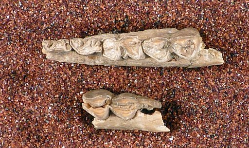 Cosoryx ramosus Cope