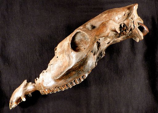 Equus niobrarensis alaskae Winans, 1989