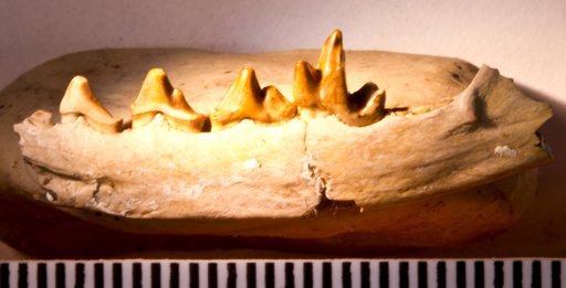 Viverravus lutosus Gazin
