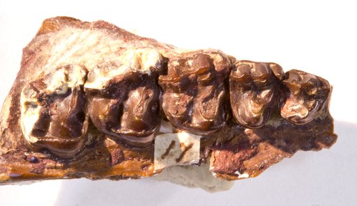 Hyrachyus singularis Cope