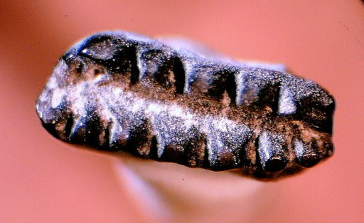 Cimolodon nitidus Marsh