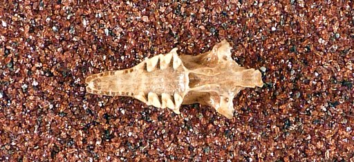 Nesophontes zamicrus Miller