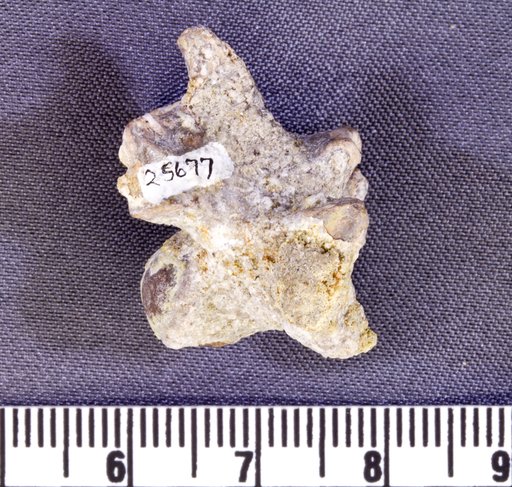 Asillahyllos sp