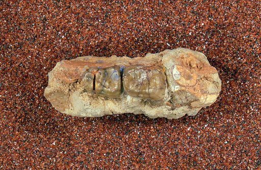 Anacodon ? nexus Gazin, 1956
