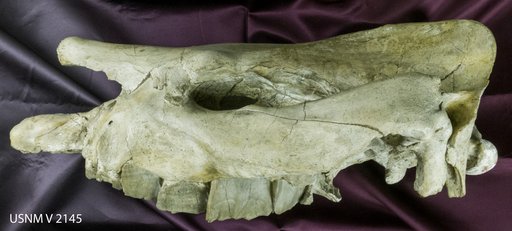 Aceratherium acutum Marsh