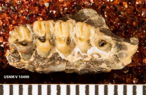 Citellus cochisei Gidley