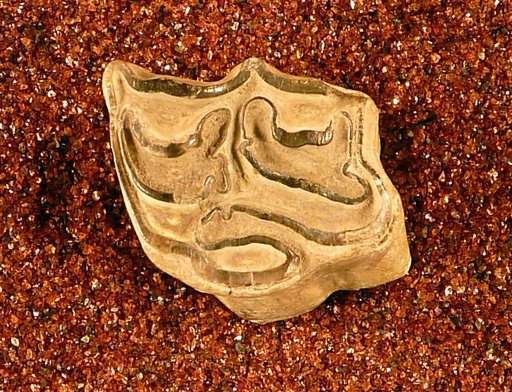Protohippus placidus Leidy, 1869