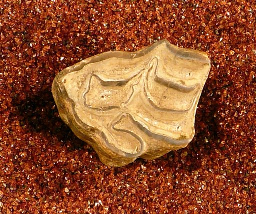Protohippus placidus Leidy, 1869