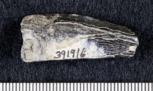 Mosasaurus maximus Cope, 1869