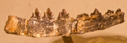 Menacodon rarus Marsh