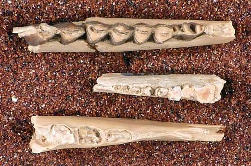 Dicrocerus tehuanus Cope