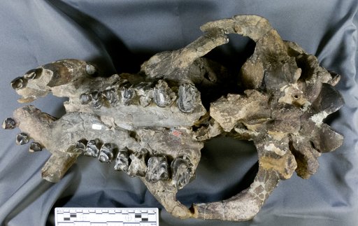Bathmodon elephantopus Cope
