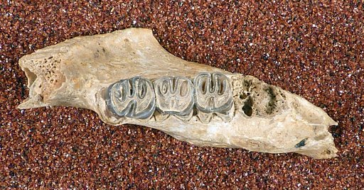 Erethizon bathygnathum Wilson