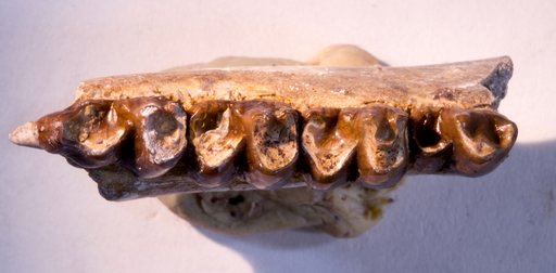 Esthonyx acer Cope