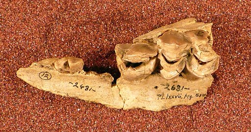 Pliauchenia vulcanorum Cope