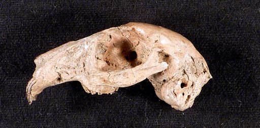 Hypolagus gidleyi White