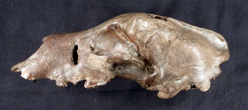 Ursus procerus Miller