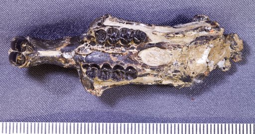 Thisbemys corrugatus Wood, 1959