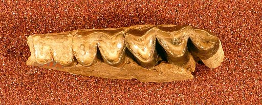 Merychyus medius Leidy