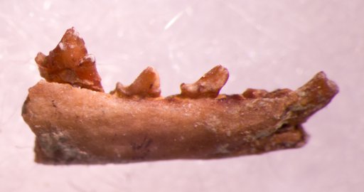 Batodon tenuis Marsh