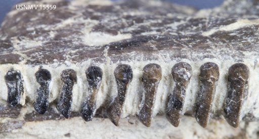 Polyglyphanodon sternbergi Gilmore, 1940