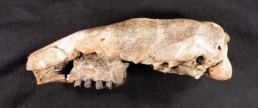 Nothrotherium texanum Hay