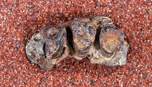 Conoryctella dragonensis Gazin