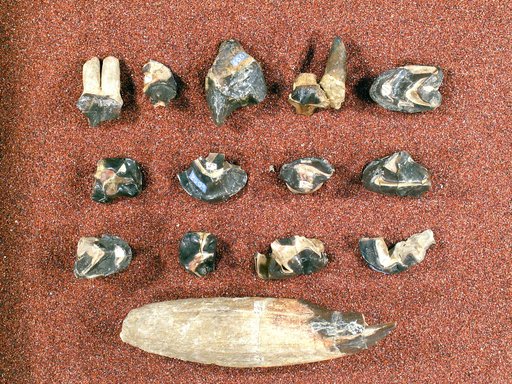 Coryphodon lobatus Cope