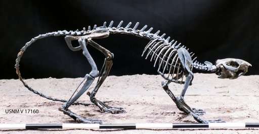 Ischyrotomus oweni Wood, 1962