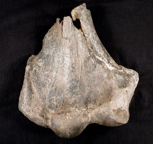 Megatherium mirabile Leidy