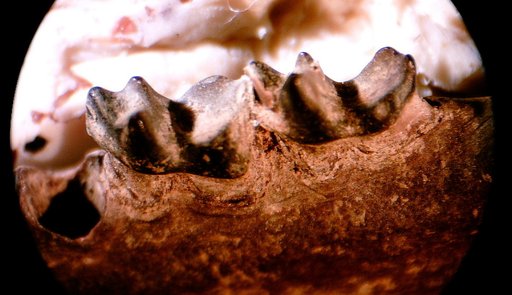 Pediomys sp
