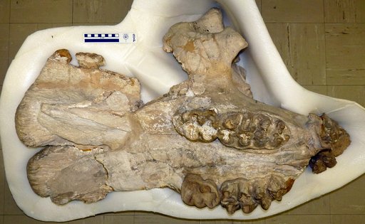 Anancus bensonensis Gidley