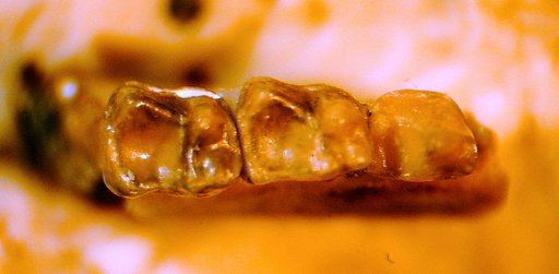 Paratetonius sublettensis Gazin, 1952