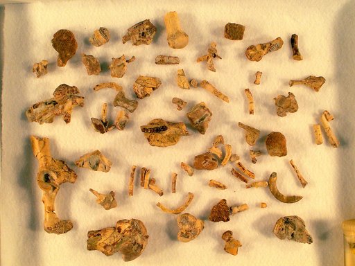 Leptotomus grandis Wood, 1962